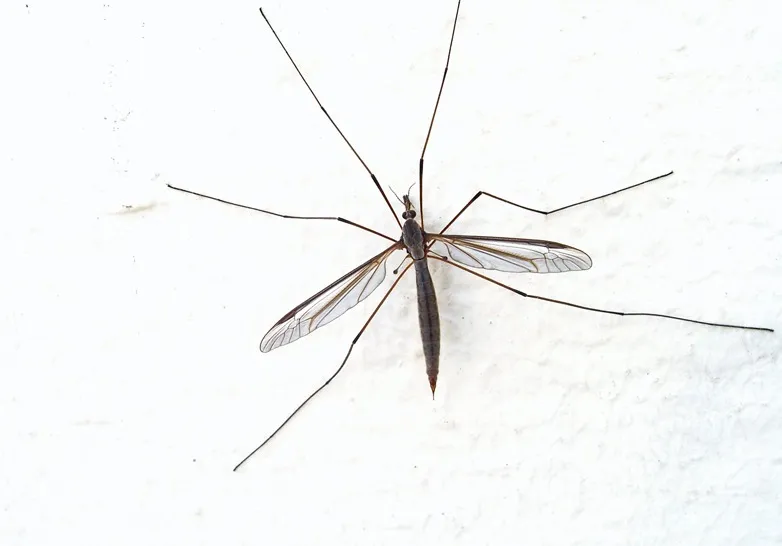 הרחקת יתושים מתינוקות וטיפול בעקיצות